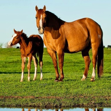 12196077_921536697939553_1810714407779537071_n