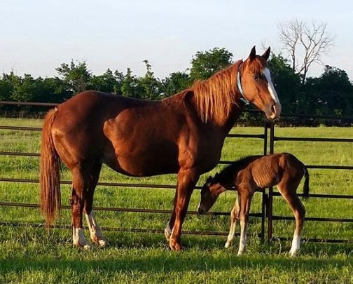 13095847_1025435197549702_3654193469443355836_n